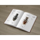 Tiger Beetles of Africa Vol. 1 - Geographical guide to the family Cicindelidae