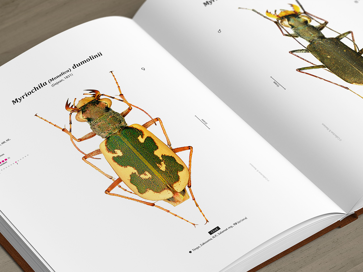 Tiger Beetles of Africa Vol. 1 - Geographical guide to the family Cicindelidae