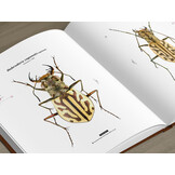 Tiger Beetles of Africa Vol. 1 - Geographical guide to the family Cicindelidae