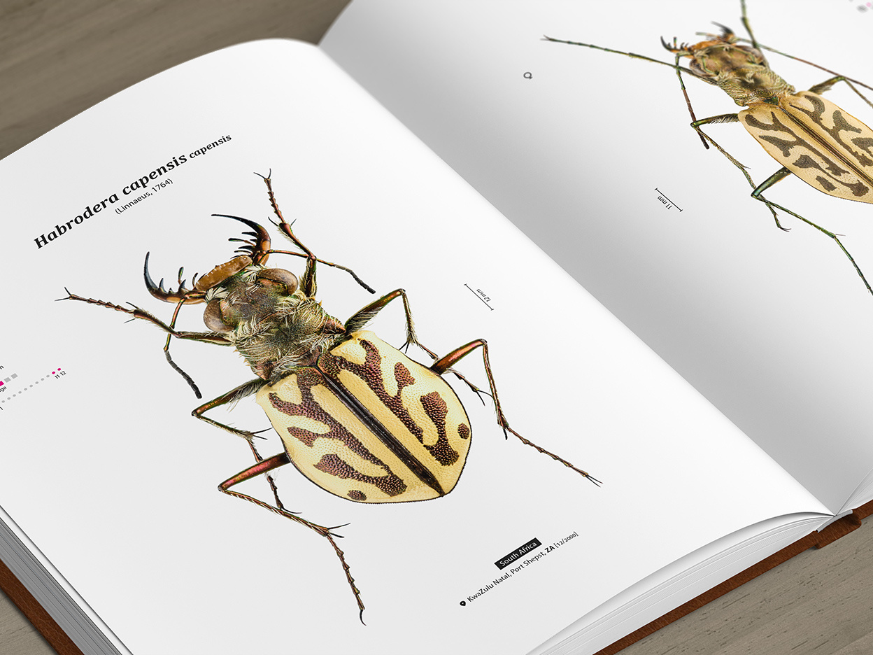 Tiger Beetles of Africa Vol. 1 - Geographical guide to the family Cicindelidae