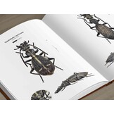 Ground Beetles of Africa - Afrotropical Region