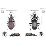 Ground Beetles of Africa - Afrotropical Region