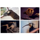 Over leven & uitsterven - Vier vogels, vier verhalen