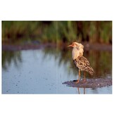 Over leven & uitsterven - Vier vogels, vier verhalen