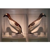 Over leven & uitsterven - Vier vogels, vier verhalen