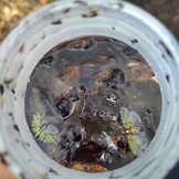 Bugdorm Malaise Trap II, Townes Style