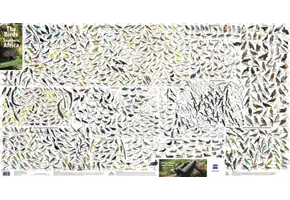 Birds of Southern Africa Poster
