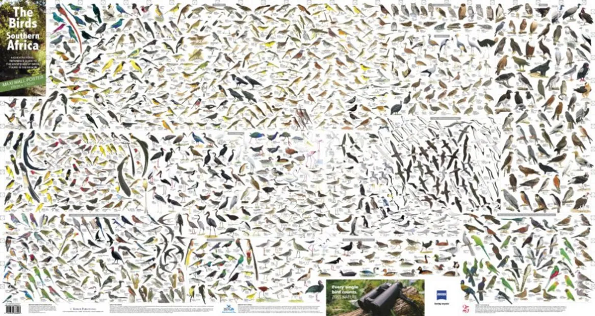 Birds of Southern Africa Poster - Maxiposter