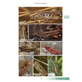 Orthoptera and Dermaptera - The Grasshoppers, Groundhoppers, Crickets and Earwigs of Central and Northern Britain and Ireland