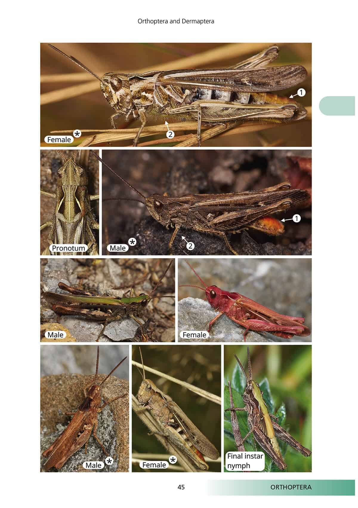 Orthoptera and Dermaptera - The Grasshoppers, Groundhoppers, Crickets and Earwigs of Central and Northern Britain and Ireland