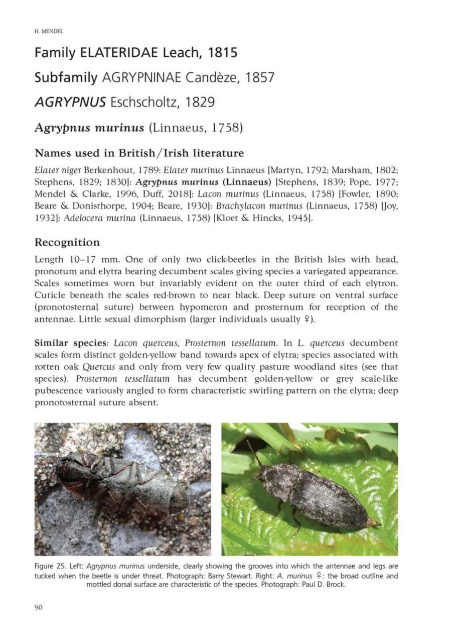 Click-beetles of Great Britain and Ireland - An Atlas and Natural History