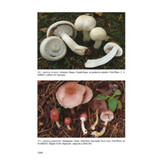 Fungi Europaei, Volume 1A - Agaricus Part II