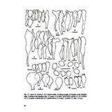 Fungi Europaei, Volume 1A - Agaricus Part II