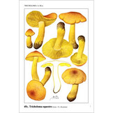 Fungi Europaei, Volume 3 - Tricholom