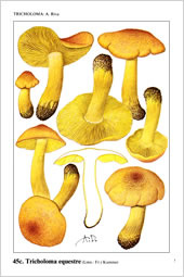 Fungi Europaei, Volume 3 - Tricholoma