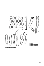 Fungi Europaei, Volume 3 - Tricholoma