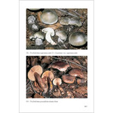 Fungi Europaei, Volume 3A - Tricholoma