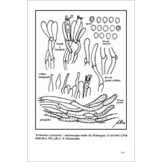 Fungi Europaei, Volume 3A - Tricholoma