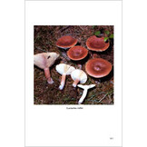 Fungi Europaei, Volume 7 - Lactarius Pers.