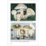 Fungi Europaei, Volume 9 - Amanita s.l.