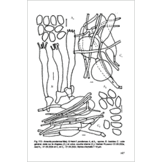 Fungi Europaei, Volume 9 - Amanita s.l.