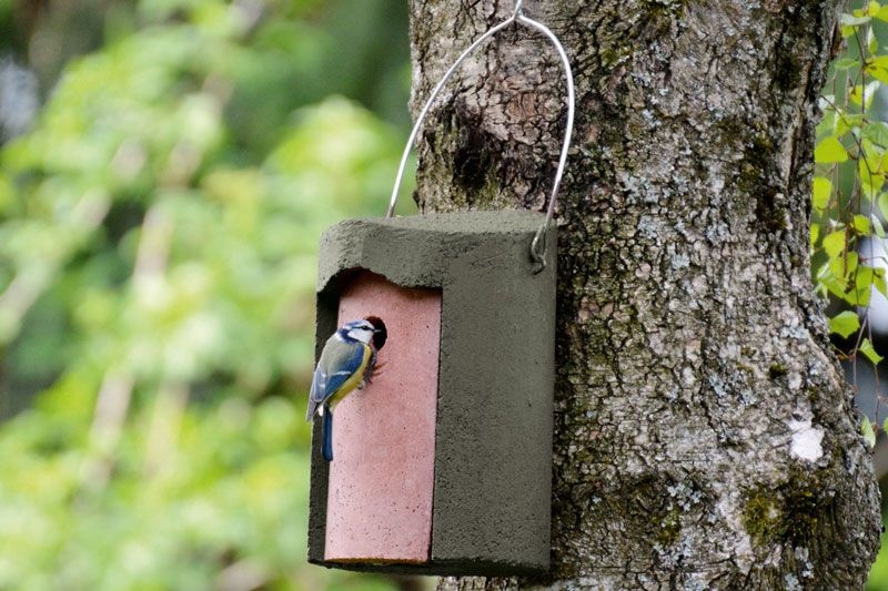 Schwegler Nest Box 1B