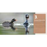 Een leven op en onder water - Gedrag en ecologie van de vijf Europese futensoorten