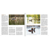 Een leven op en onder water - Gedrag en ecologie van de vijf Europese futensoorten