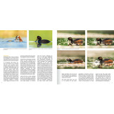 Een leven op en onder water - Gedrag en ecologie van de vijf Europese futensoorten