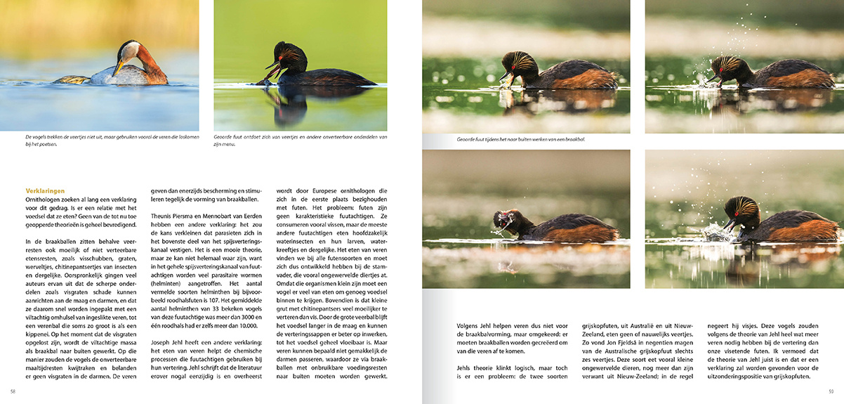 Een leven op en onder water - Gedrag en ecologie van de vijf Europese futensoorten