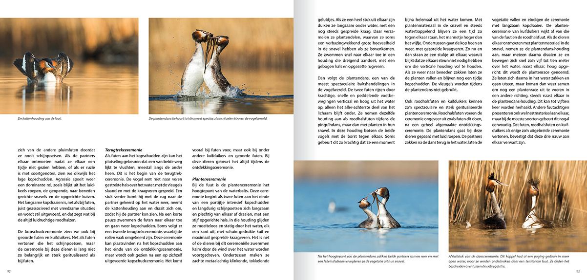 Een leven op en onder water - Gedrag en ecologie van de vijf Europese futensoorten