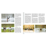 Een leven op en onder water - Gedrag en ecologie van de vijf Europese futensoorten