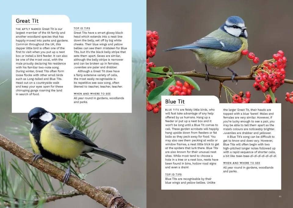 RSPB Birding Year - Seasonal tips and activities to learn about bird behaviour