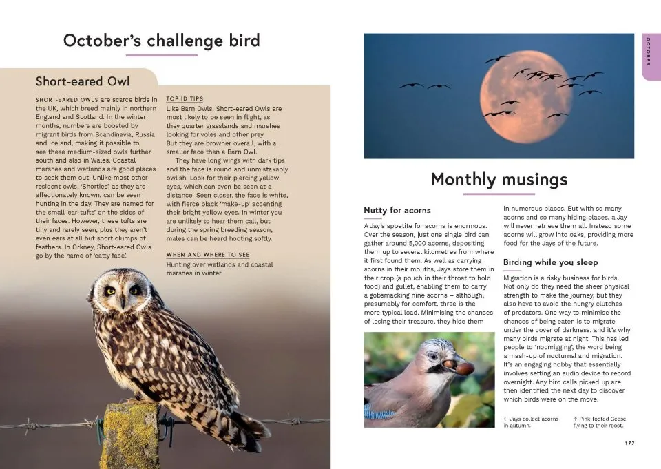RSPB Birding Year - Seasonal tips and activities to learn about bird behaviour