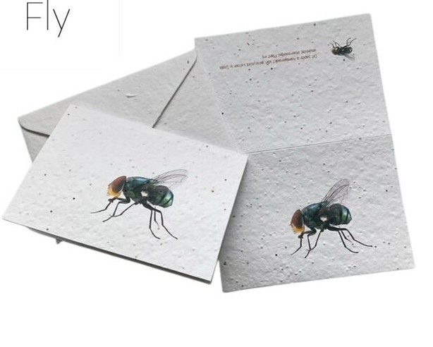 Seeded Paper Insect Cards - 5 types