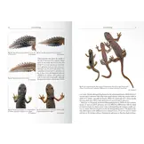 The Genus Ommatotriton