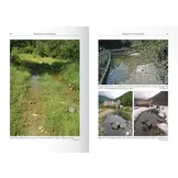 The Genus Ommatotriton