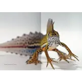 The Genus Ommatotriton