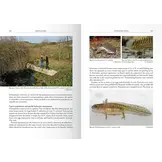 The Genus Ommatotriton