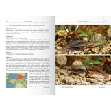 The Genus Ommatotriton