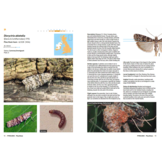 A Guide to the Pyralid and Crambid Moths of Britain and Ireland