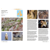 A Guide to the Pyralid and Crambid Moths of Britain and Ireland