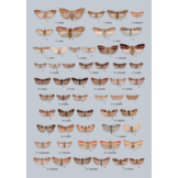 A Guide to the Pyralid and Crambid Moths of Britain and Ireland