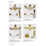 A Guide to the Pyralid and Crambid Moths of Britain and Ireland