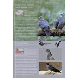 A Photographic Field Guide to the Birds of the Himalayas and South Assam Hills