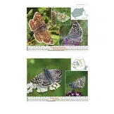 A Field Guide to the Butterflies of Romania