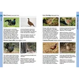 Birds of France - Second Edition