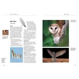 Owls of Europe - Biology, Identification and Conservation