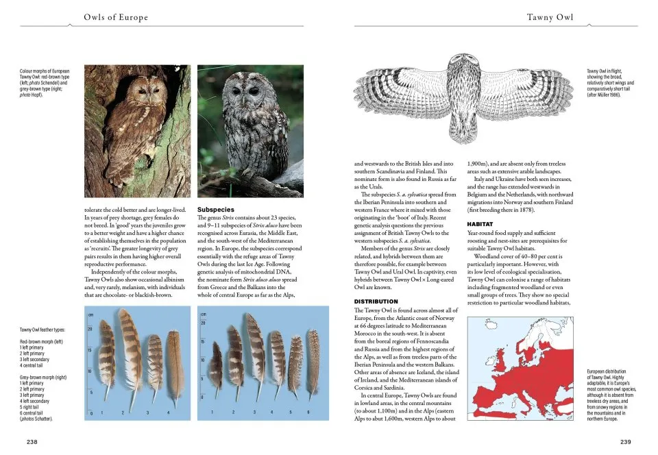 Owls of Europe - Biology, Identification and Conservation
