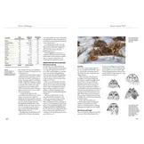 Owls of Europe - Biology, Identification and Conservation